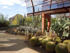 Desert Botanic Gardens Phoenix AZ
